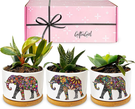 Elephant Planter Pots (Set of 3 Pcs)
